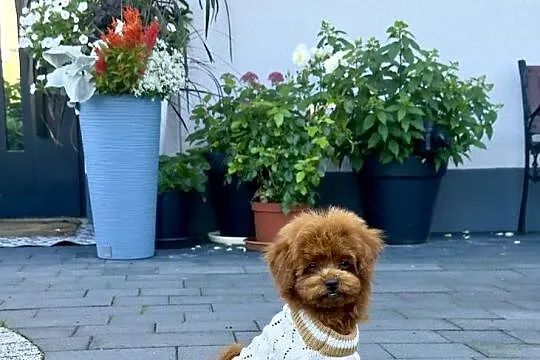 Pudel Toy filigranowy piesek, Małopolskie, Polanka Wielka