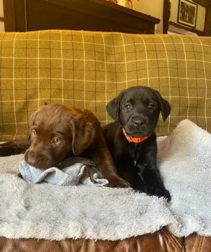 Labradori retriiver. kontakt wyłącznie przez WhatsApp: +48 736 614 543, , Polanowiec