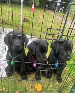 Labradori retriiver. kontakt wyłącznie przez WhatsApp: +48 736 614 543