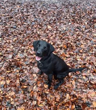 Labradori retriiver. kontakt wyłącznie przez WhatsApp: +48 736 614 543, , Polanowiec