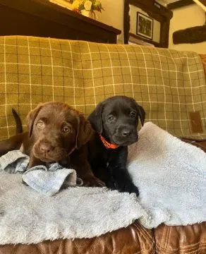 Labradori retriiver. kontakt wyłącznie przez WhatsApp: +48 736 614 543, , Polanowiec