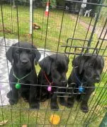 Labradori retriiver. kontakt wyłącznie przez WhatsApp: +48 736 614 543