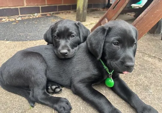 Labradori retriiver. kontakt wyłącznie przez WhatsApp: +48 736 614 543, , Polanowiec