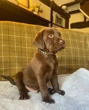 Labradori retriiver. kontakt wyłącznie przez WhatsApp: +48 736 614 543, , Polanowiec