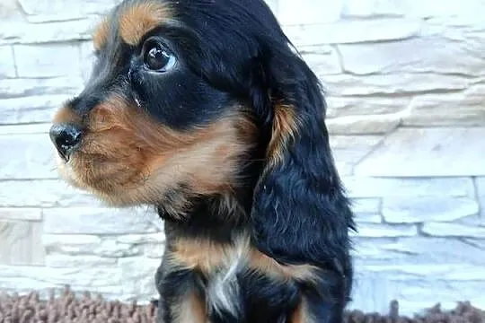 Śliczny Cocker Spaniel Angielski