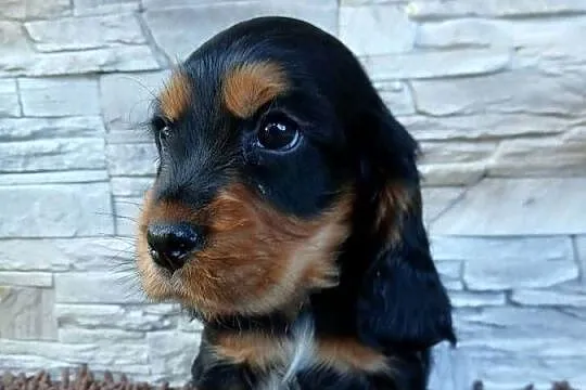 Śliczny Cocker Spaniel Angielski, Łódzkie, Sieradz