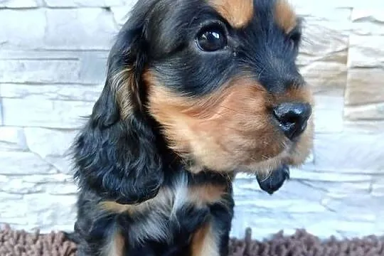 Śliczny Cocker Spaniel Angielski, Łódzkie, Sieradz