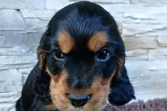 Śliczny Cocker Spaniel Angielski, Łódzkie, Sieradz
