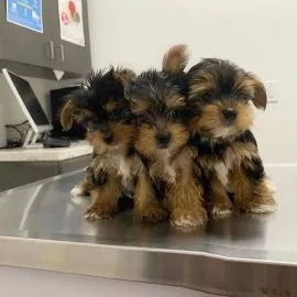 Yorki samiczki mini Yorkshire Terrier mini e-mail:... {{amandinelisa01@gmail.com}}
