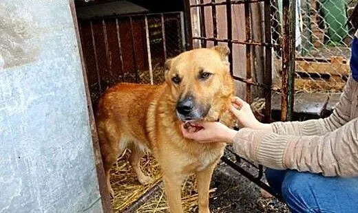 Łagodny Rudi do adopcji!, świętokrzyskie Ostrowie