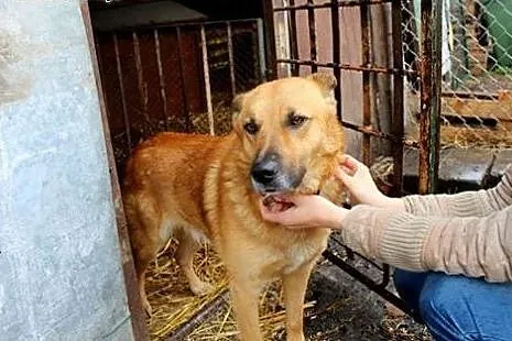 Łagodny Rudi do adopcji!,  świętokrzyskie Ostrowie