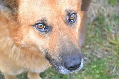 Łagodny Rudi do adopcji!,  świętokrzyskie Ostrowie