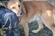 Łagodny Rudi do adopcji!,  świętokrzyskie Ostrowie