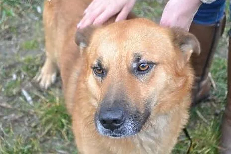 Łagodny Rudi do adopcji!,  świętokrzyskie Ostrowie