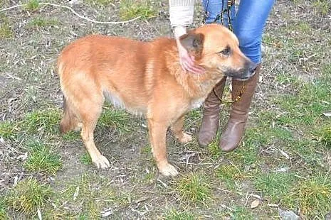 Łagodny Rudi do adopcji!,  świętokrzyskie Ostrowie