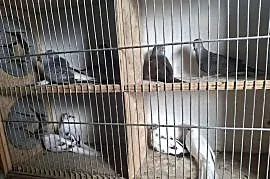 Sprzedam gołąbki diamentowe