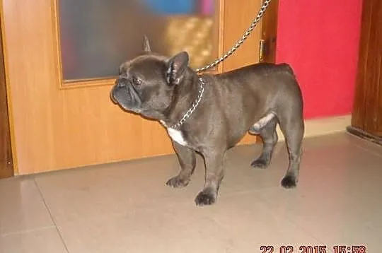 Buldog Francuski NIEBIESKIE szczenięta 7 szt. BLUE