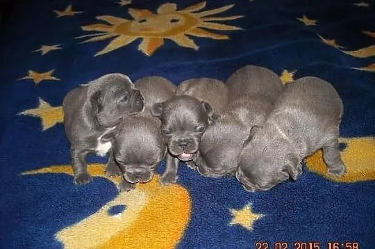 Buldog Francuski NIEBIESKIE szczenięta 7 szt. BLUE