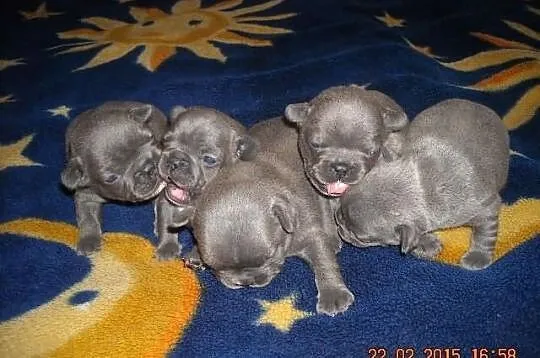 Buldog Francuski NIEBIESKIE szczenięta 7 szt. BLUE