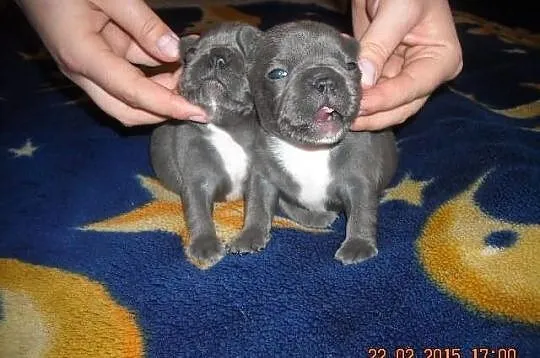 Buldog Francuski NIEBIESKIE szczenięta 7 szt. BLUE
