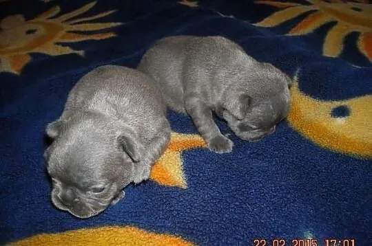 Buldog Francuski NIEBIESKIE szczenięta 7 szt. BLUE
