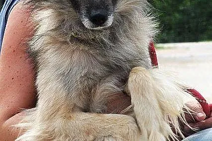 SZAFRAN wyjątkowy piesek! piękny, delikatny, zalękniony