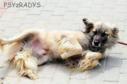 SZAFRAN wyjątkowy piesek! piękny, delikatny, zalęk
