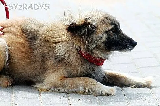 SZAFRAN wyjątkowy piesek! piękny, delikatny, zalęk