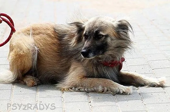 SZAFRAN wyjątkowy piesek! piękny, delikatny, zalęk