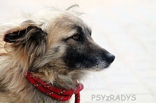 SZAFRAN wyjątkowy piesek! piękny, delikatny, zalęk