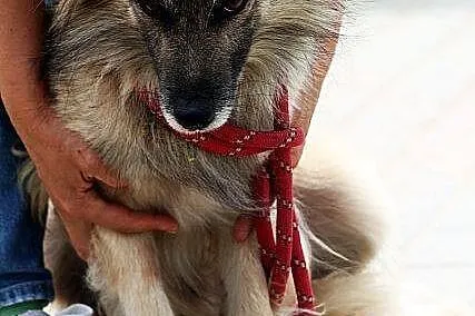 SZAFRAN wyjątkowy piesek! piękny, delikatny, zalęk