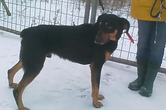 ARES Doberman czeka na dom