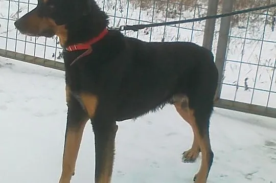 ARES Doberman czeka na dom