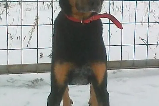 ARES Doberman czeka na dom