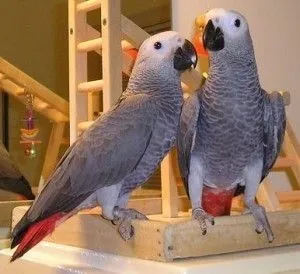 Sprzedam samca i samicę żako z hodowli domowej. Osoby zainteresowane prosimy o kontakt.