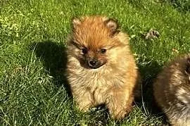 szpic miniaturowy pomeranian