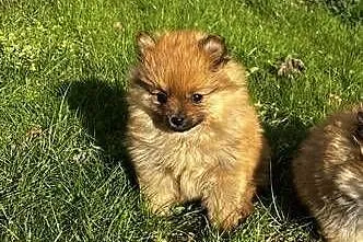szpic miniaturowy pomeranian, Świętokrzyskie, Pawłów