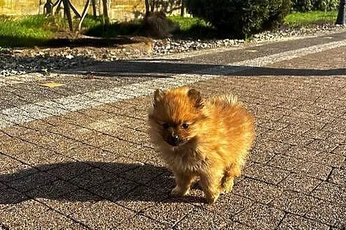 szpic miniaturowy pomeranian, Świętokrzyskie, Pawłów