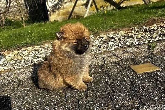 szpic miniaturowy pomeranian, Świętokrzyskie, Pawłów