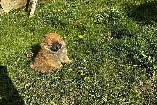szpic miniaturowy pomeranian, Świętokrzyskie, Pawłów
