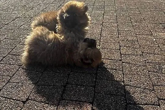 szpic miniaturowy pomeranian, Świętokrzyskie, Pawłów