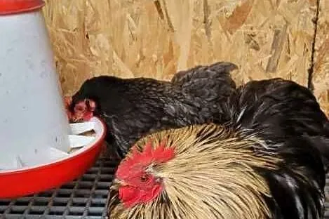 Sprzedam kochinu miniaturowe i koguta silki sprzedam tylko całość cena poda, Łódzkie, Skierniewice