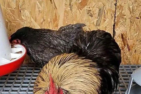 Sprzedam kochinu miniaturowe i koguta silki sprzedam tylko całość cena poda, Łódzkie, Skierniewice