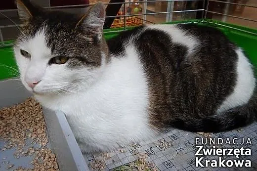 Puszkin – kot słusznej postury,  małopol