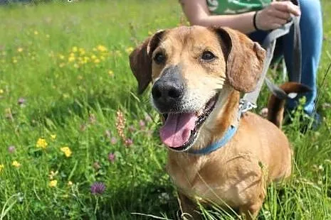 Rysiek - starszak do adopcji , dolnośląskie Świdnica