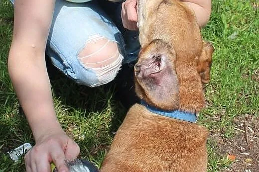 Rysiek - starszak do adopcji ,  dolnośląskie Świdn