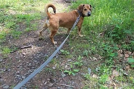 Rysiek - starszak do adopcji ,  dolnośląskie Świdn