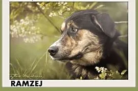 Szwajcarski pies paster.mix,młody,łagodny,duży RAM, Katowice