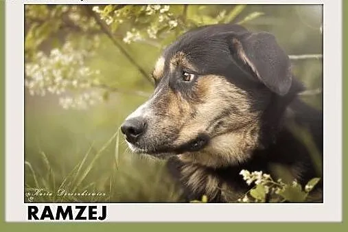 Szwajcarski pies paster.mix,młody,łagodny,duży RAM