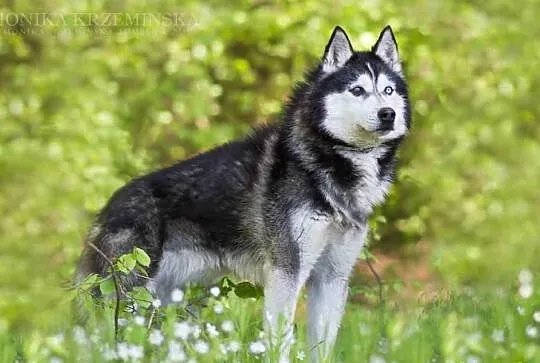 Maylo - młody psiak w typie huskiego czeka na dom